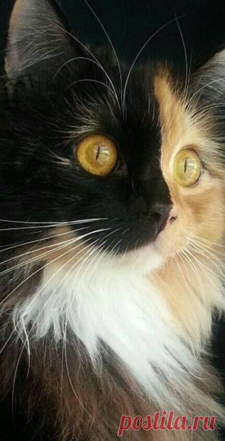 31 Cute Cat Pictures — Adorable #Kitten