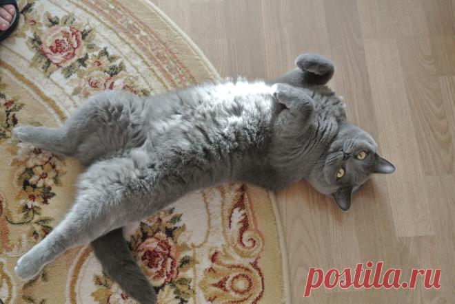 воображуля