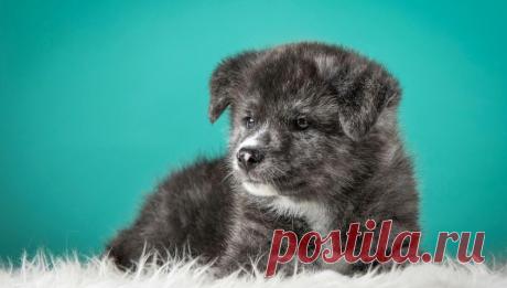 Мой брат принес домой новенький собачий ошейник, пахнущий кожей и с магазинной биркой. — Так, — сразу все поняла мама. — Этого не будет никогда! — строго сказала она. — Собаки еще только в нашем доме не хватало!..