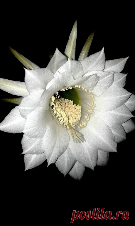 Sherezade Estaréis aburridos de tanto mirar esta flor blanca, pero voy a recomendar que la veais en grande, está recién abierta, es  que anoche era la única que asomó  y se ha recibido todos los aplausos de la casa…hasta mi perrita cuando me vio entrar con la plantita, le ladró a la intrusa flor, celosa de que le quiten protagonismo .porque  recién descolgada de la escalera, la grácil flor se mecia en su largo embudo pendular. Por mi parte, no puedo evitar de seguir otorgá...