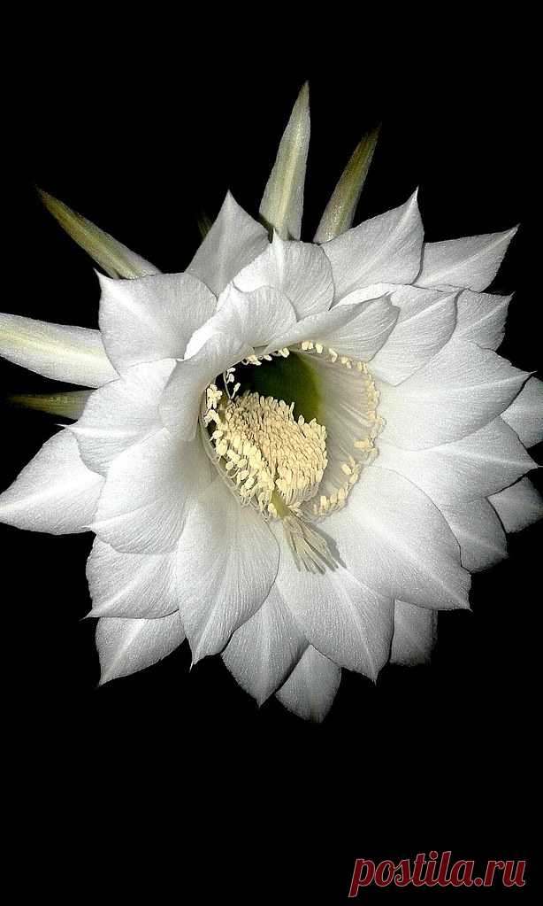 Sherezade Estaréis aburridos de tanto mirar esta flor blanca, pero voy a recomendar que la veais en grande, está recién abierta, es  que anoche era la única que asomó  y se ha recibido todos los aplausos de la casa…hasta mi perrita cuando me vio entrar con la plantita, le ladró a la intrusa flor, celosa de que le quiten protagonismo .porque  recién descolgada de la escalera, la grácil flor se mecia en su largo embudo pendular. Por mi parte, no puedo evitar de seguir otorgá...
