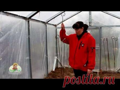 Обработка теплицы от фитофторы - YouTube