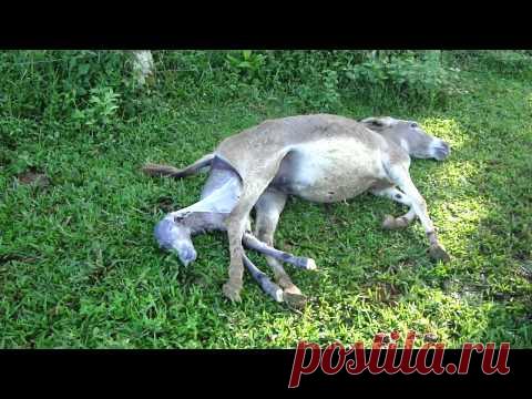 even the mother of the donkey earn her respect giving birth .respect to  all women 777