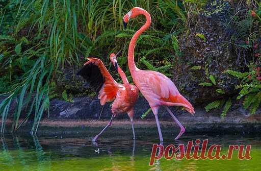 КТО РОДИЛСЯ СЕГОДНЯ?

 24 сентября
Ваш тотем Розовый фламинго, который в лучах заката.