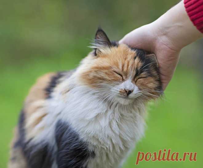 Переводчик с кошачьего языка на русский: как понять питомца, звуки, позы и движения кошки