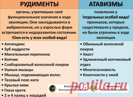 АТАВИЗМЫ И РУДИМЕНТЫ. ОТЛИЧИЯ. ПРИМЕРЫ. 
Рудименты и атавизмы относятся к морфолого-анатомическим доказательствам эволюции.
Также, к этим доказательствам относятся гомологичные и аналогичные органы (см. тут: https://vk.com/wall481952692_7142)

 РУДИМЕНТЫ - органы, утратившие своё функциональное значение
Показать полностью...