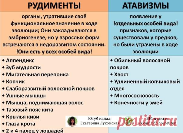 АТАВИЗМЫ И РУДИМЕНТЫ. ОТЛИЧИЯ. ПРИМЕРЫ. 
Рудименты и атавизмы относятся к морфолого-анатомическим доказательствам эволюции.
Также, к этим доказательствам относятся гомологичные и аналогичные органы (см. тут: https://vk.com/wall481952692_7142)

 РУДИМЕНТЫ - органы, утратившие своё функциональное значение
Показать полностью...