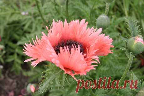 s-17644.JPG (3504×2336)