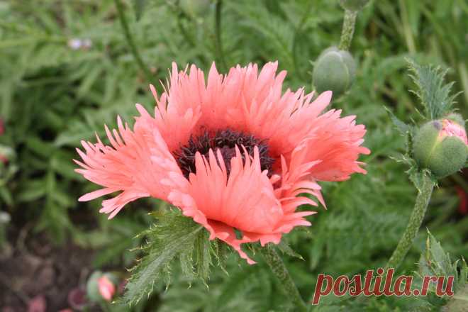 s-17644.JPG (3504×2336)