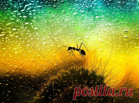 Сколько чудес открывает макро-фотография? Чудеса леса… — Фотоискусство