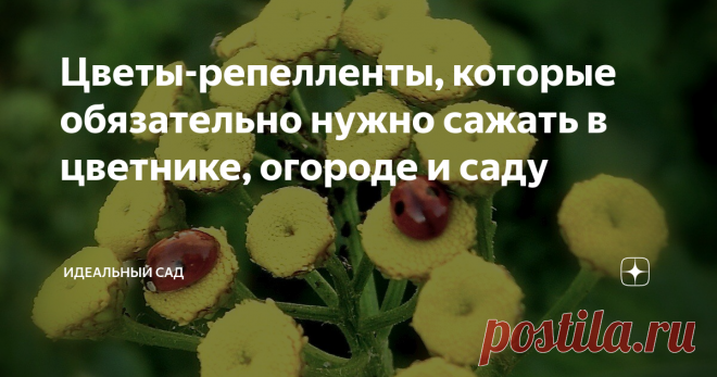 Цветы-репелленты, которые обязательно нужно сажать в цветнике, огороде и саду Все знают про плотоядное растение росянку, и наверное, мечтали посадить такое в саду, чтобы избавиться от вредных насекомых. Я расскажу вам про более «приземленные» растения, которые есть везде, несложные в уходе и выращивании и отлично помогают в борьбе с вредителями. Про многие из них я уже писала в статьях, но решила еще раз включить их в список: