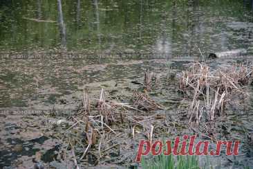 A pond with a lot of weeds and debris floating on the surface. Стоковое фото, фотограф Ilaronsia / Фотобанк Лори