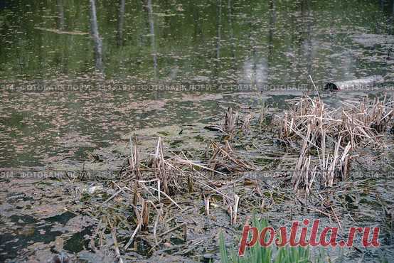 A pond with a lot of weeds and debris floating on the surface. Стоковое фото, фотограф Ilaronsia / Фотобанк Лори