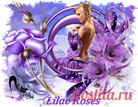 Lilac Roses