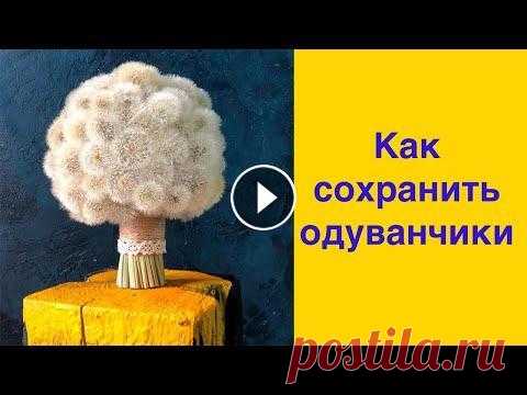 Как сохранить одуванчики В этом видео я покажу и расскажу, что нужно сделать для того, чтобы сохранить одуванчик. Теперь вы сможете спокойно использовать эти полевые цветы в д...