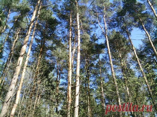 Летом в парке...