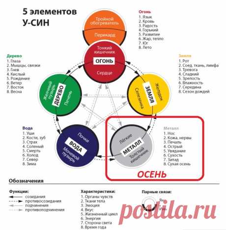 У Син - 5 Элементов - Triquetra Технологии Здоровья|Традиционная китайская медицина и цигун