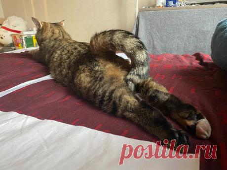 На протяжении пары лет фоткал необычные позы своей кошки. Уверен, вы будете смеяться | Гастрономическая Шизофрения | Яндекс Дзен