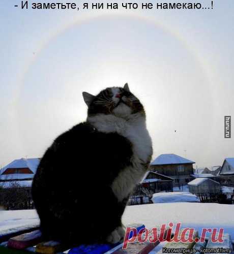 кот