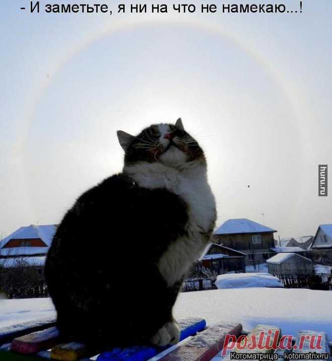 кот
