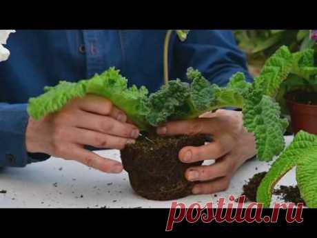 Пересадка  цветущих растений