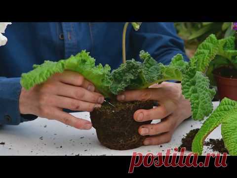 Пересадка  цветущих растений