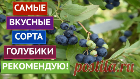 ЭТИ СОРТА ГОЛУБИКИ Я РЕКОМЕНДУЮ! ВКУСНЫЕ И УРОЖАЙНЫЕ! Я рада всех приветствовать на канале Садовый Гид!Сегодня я подготовила для Вас ролик о голубике. Я постаралась отобрать для Вас самые урожайные сорта, каждая...