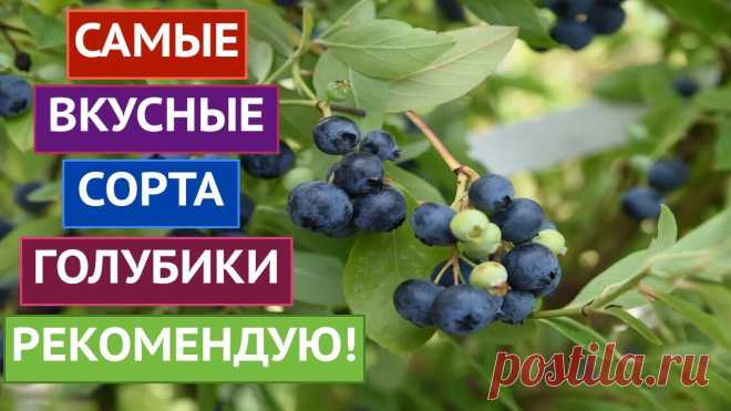 ЭТИ СОРТА ГОЛУБИКИ Я РЕКОМЕНДУЮ! ВКУСНЫЕ И УРОЖАЙНЫЕ! Я рада всех приветствовать на канале Садовый Гид!Сегодня я подготовила для Вас ролик о голубике. Я постаралась отобрать для Вас самые урожайные сорта, каждая...
