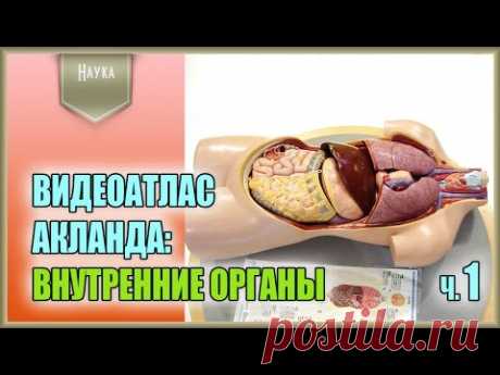 Легендарный видеоатлас доктора Роберта Акланда по анатомии человека. Внутренние органы. 1 часть - YouTube
