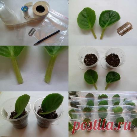 (99+) Одноклассники