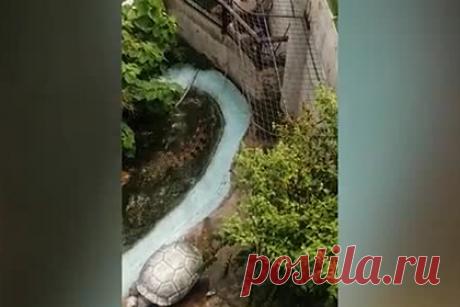 Мужчина залез в бассейн к крокодилу ради селфи и едва не погиб. В парке развлечений на Филиппинах турист по ошибке залез в бассейн к крокодилу ради эффектной фотографии и едва не погиб. По данным издания, 68-летний Нехемиас Чипада (Nehemias Chipada) решил сделать селфи с крокодилом, ошибочно приняв его за пластиковую фигуру в натуральную величину.