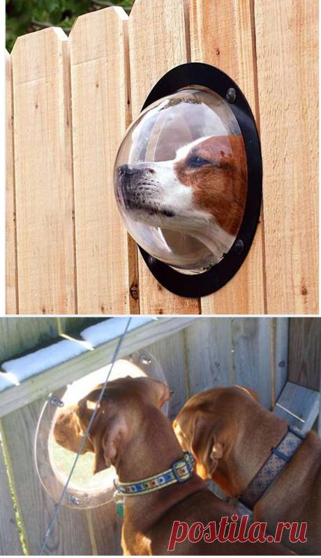 ОЧЕНЬ ВОСПИТАННЫЕ СОБАКИ)))