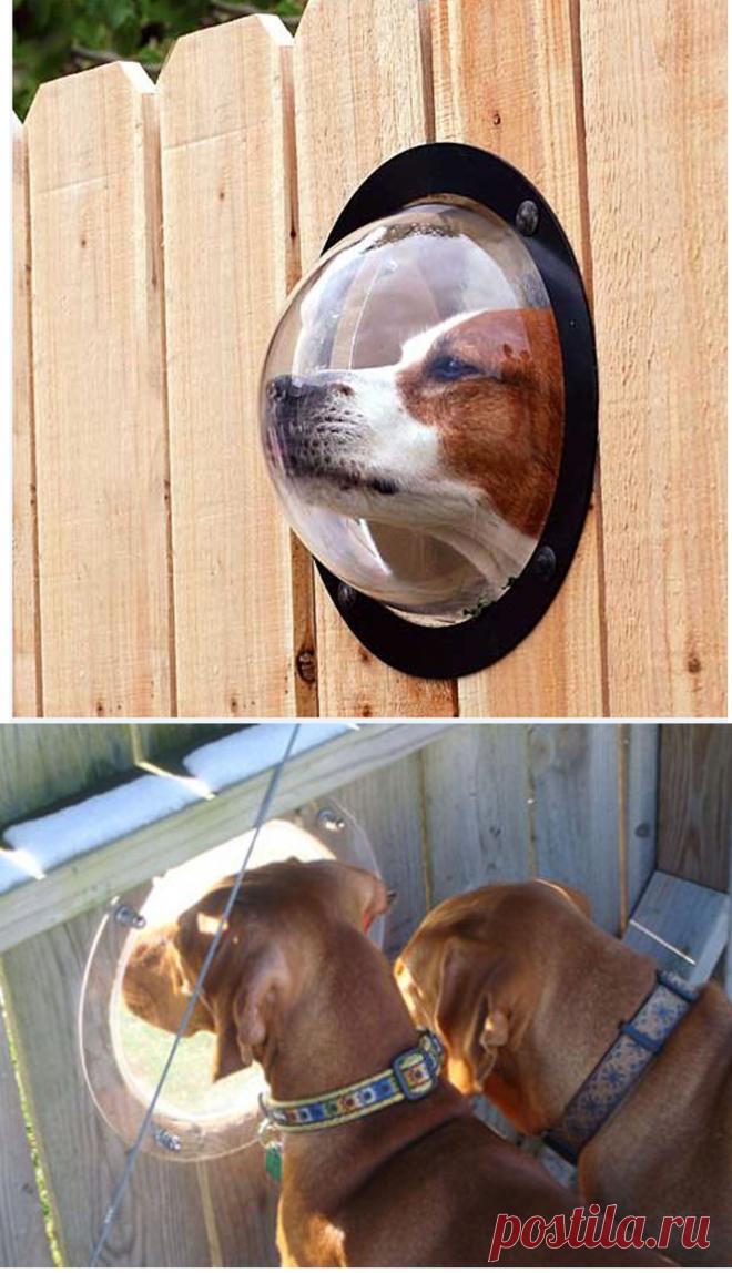 ОЧЕНЬ ВОСПИТАННЫЕ СОБАКИ)))