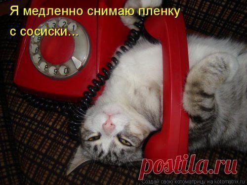 Свежая котоматрица (38 фото)