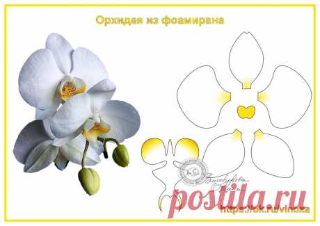 орхидея