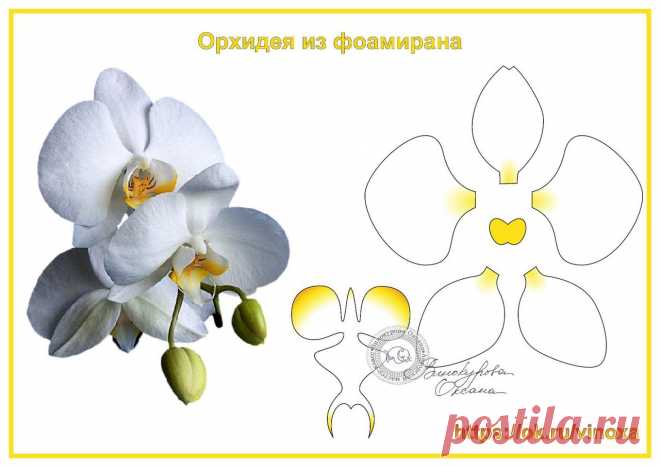 орхидея
