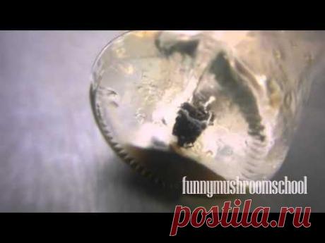 Как вырастить мицелий ШАМПИНЬОНА из гриба #1