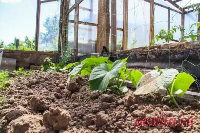 Что посеять в июле для осеннего изобилия: не теряйте зря время. Не дайте вашему огороду пустовать – используйте июль, чтобы продлить сезон свежей зелени и получить дополнительный урожай вкуснейших овощей.