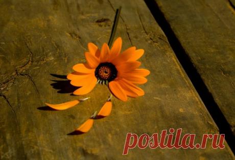 Обои цветочек, ромашка, оранжевый, лепестки, дерево, фон для рабочего стола - раздел Цветы