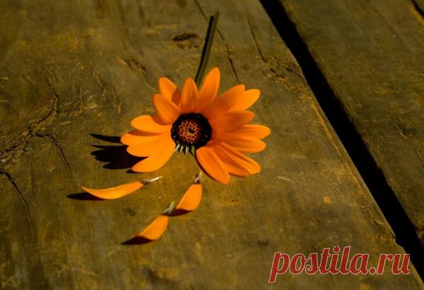 Обои цветочек, ромашка, оранжевый, лепестки, дерево, фон для рабочего стола - раздел Цветы