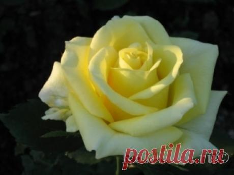 Berolina :: Энциклопедия роз