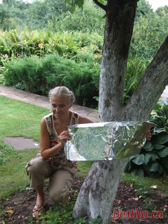 ИЗБАВЛЯЕМСЯ ОТ МУРАВЬЁВ И ТЛИ С ПОМОЩЬЮ ФОЛЬГИ – Программа 