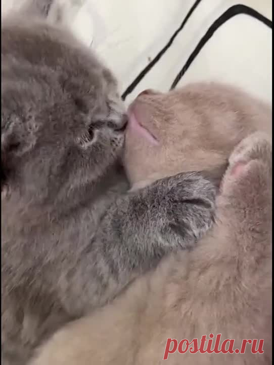 Целовашки)
