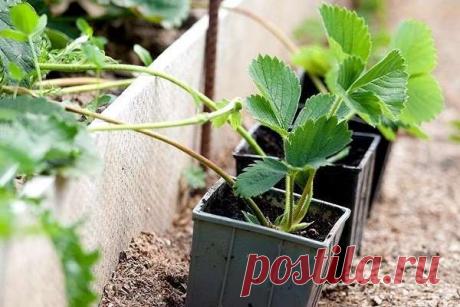 Размножать клубнику усами следует по определённым правилам — Домашние заботы