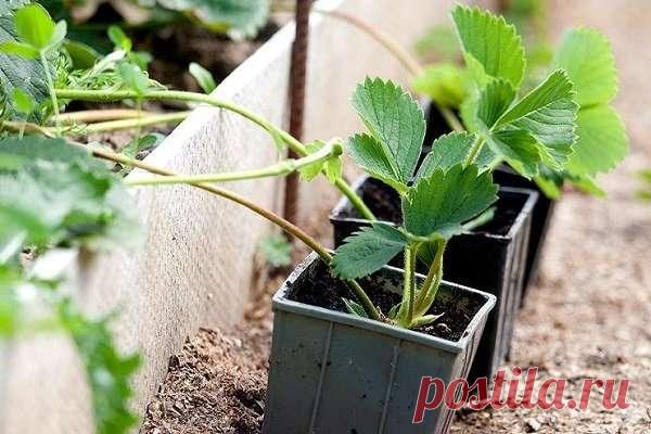 Размножать клубнику усами следует по определённым правилам — Домашние заботы