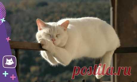 😸10 «пушистых» отличий наших любимых котиков от других четвероногих | Нос, хвост, лапы | Яндекс Дзен