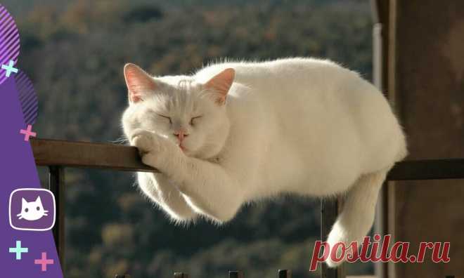 😸10 «пушистых» отличий наших любимых котиков от других четвероногих | Нос, хвост, лапы | Яндекс Дзен