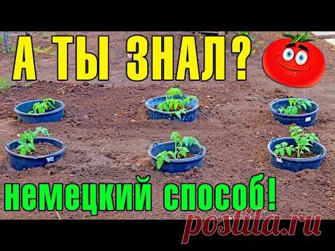 ПОСАДКА ТОМАТОВ! Что положить в лунку! Посадка рассады Помидоров в открытый грунт!