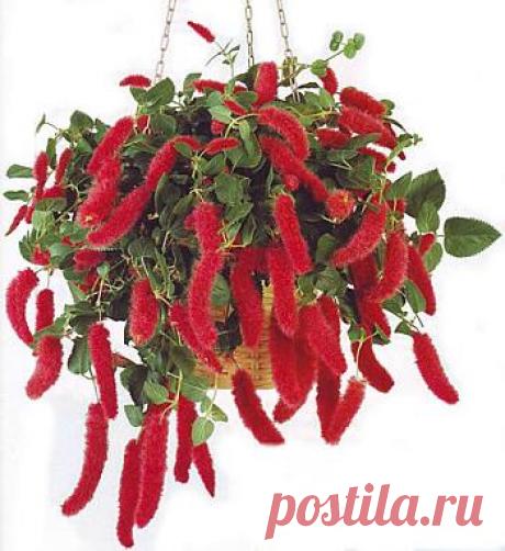 Акалифа уход в домашних условиях.