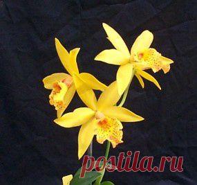 Blc. Golden Tang 'Tiger' | Sarah Northam приколол(а) это к доске Orchid Obsession!